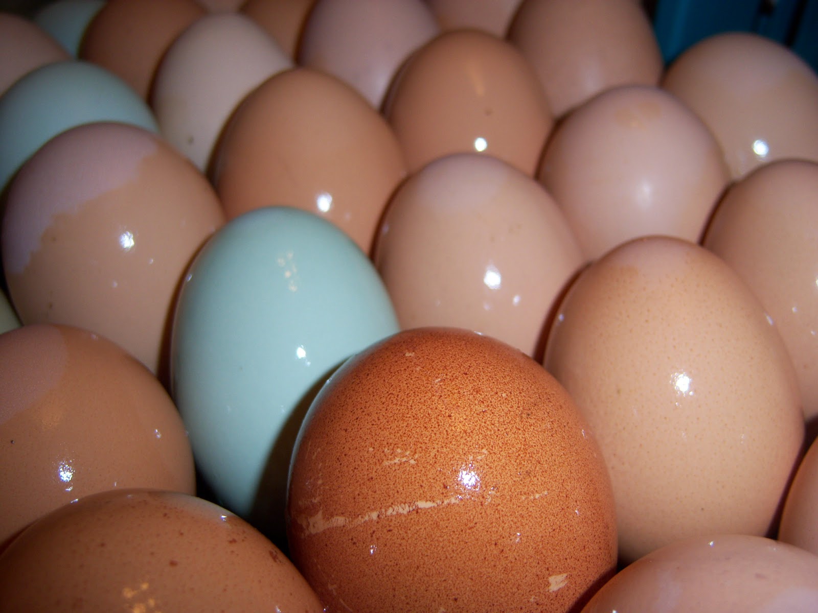 The Rock Body Weight Workout Free Range Fertilized Farm Eggs Kansas