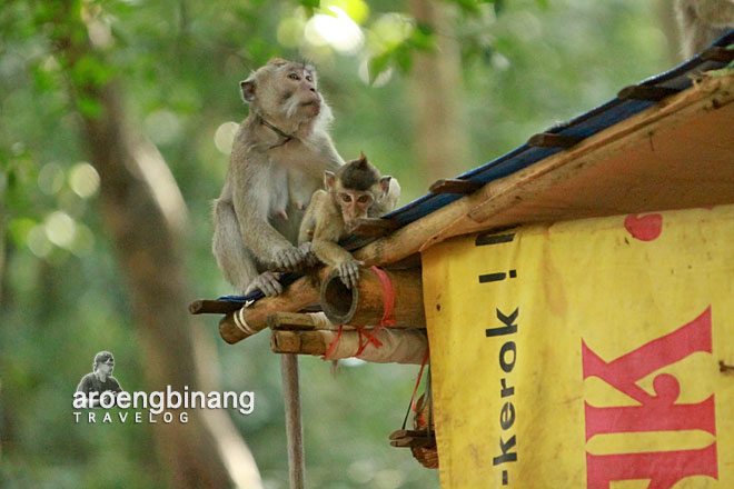 plangon cirebon