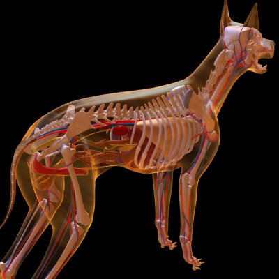 imagens-3d-anatomy-anatomia-veterinaria-veterinary-animal