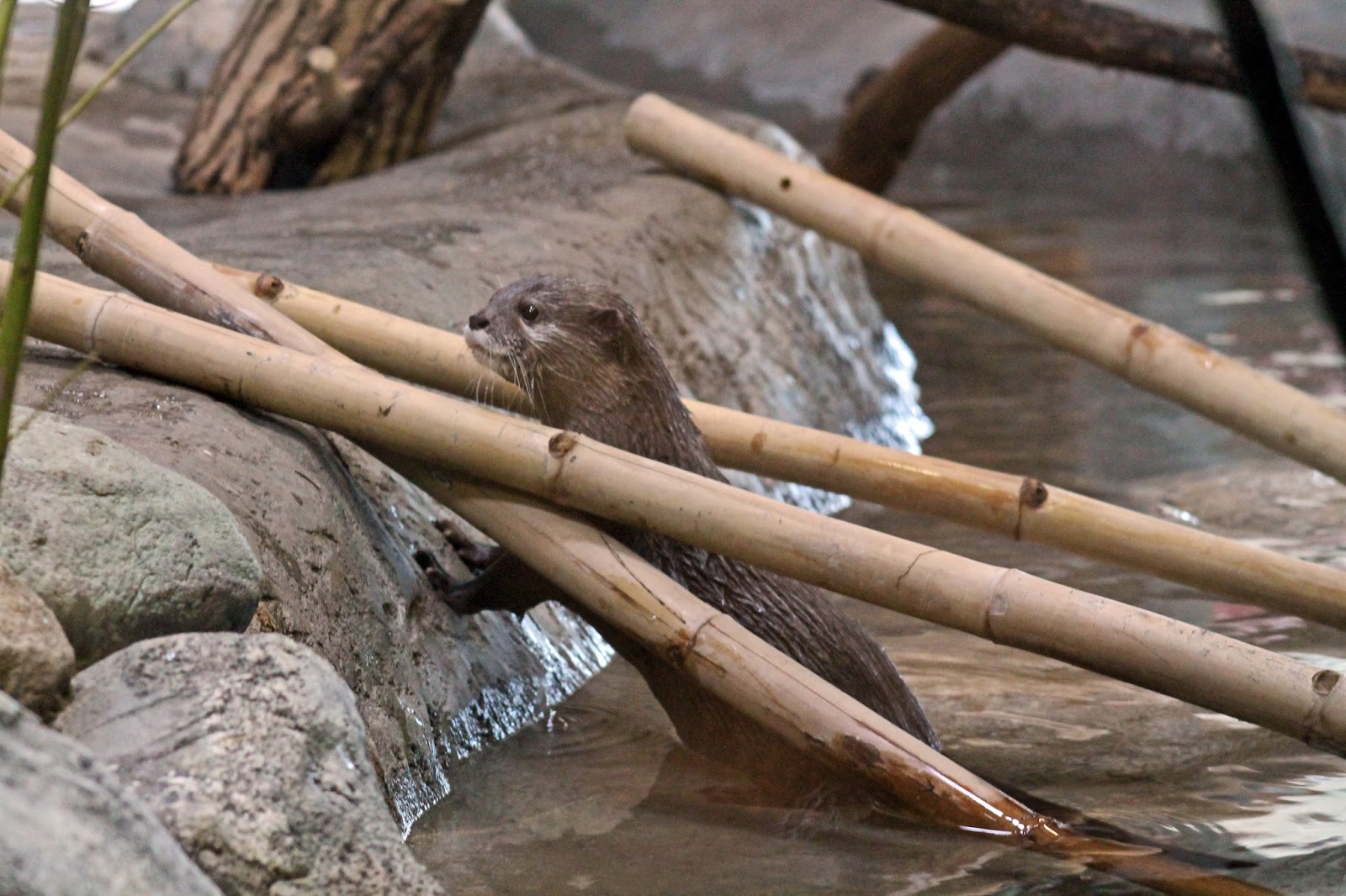 περιπλάνηση 5/5/13 Denver Zoo OTTER!!!