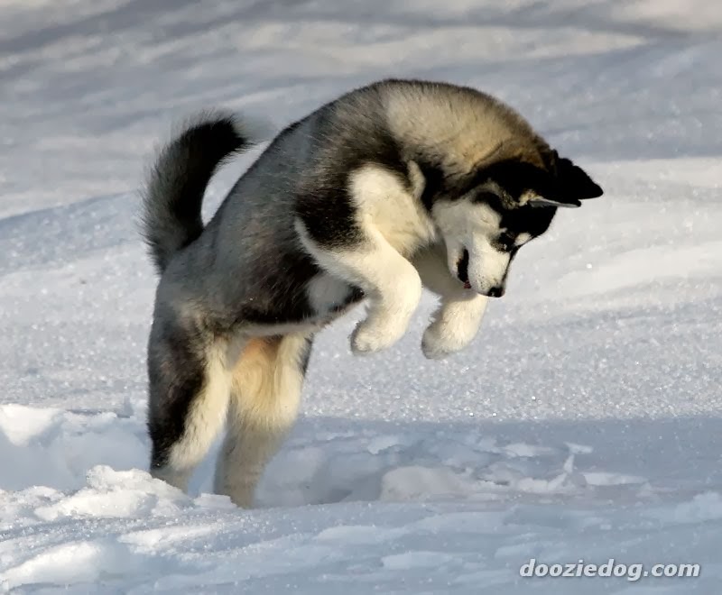 siberian-husky-puppy-833002.jpeg.jpg