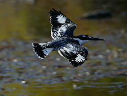flying bird kingfisher birds diving pied wallpapers photographs kingfishers stunning rudis ceryle background parrot fisher king egypt animals nature entertainment