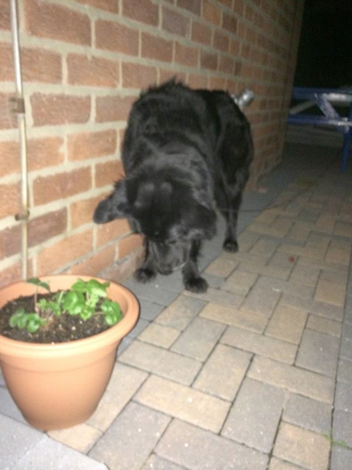 Redcar, North Yorkshire, UK. Dog found on the field just off
