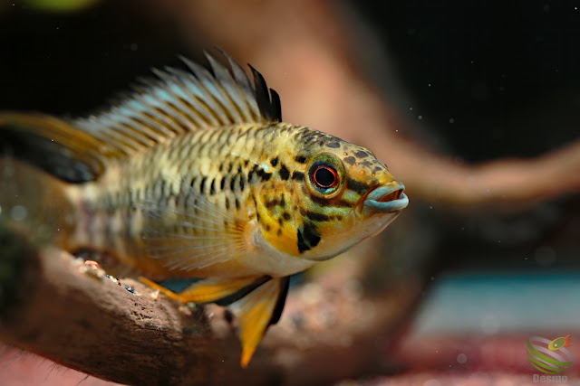 Apistogramma sp. pacman from Rio guaviare