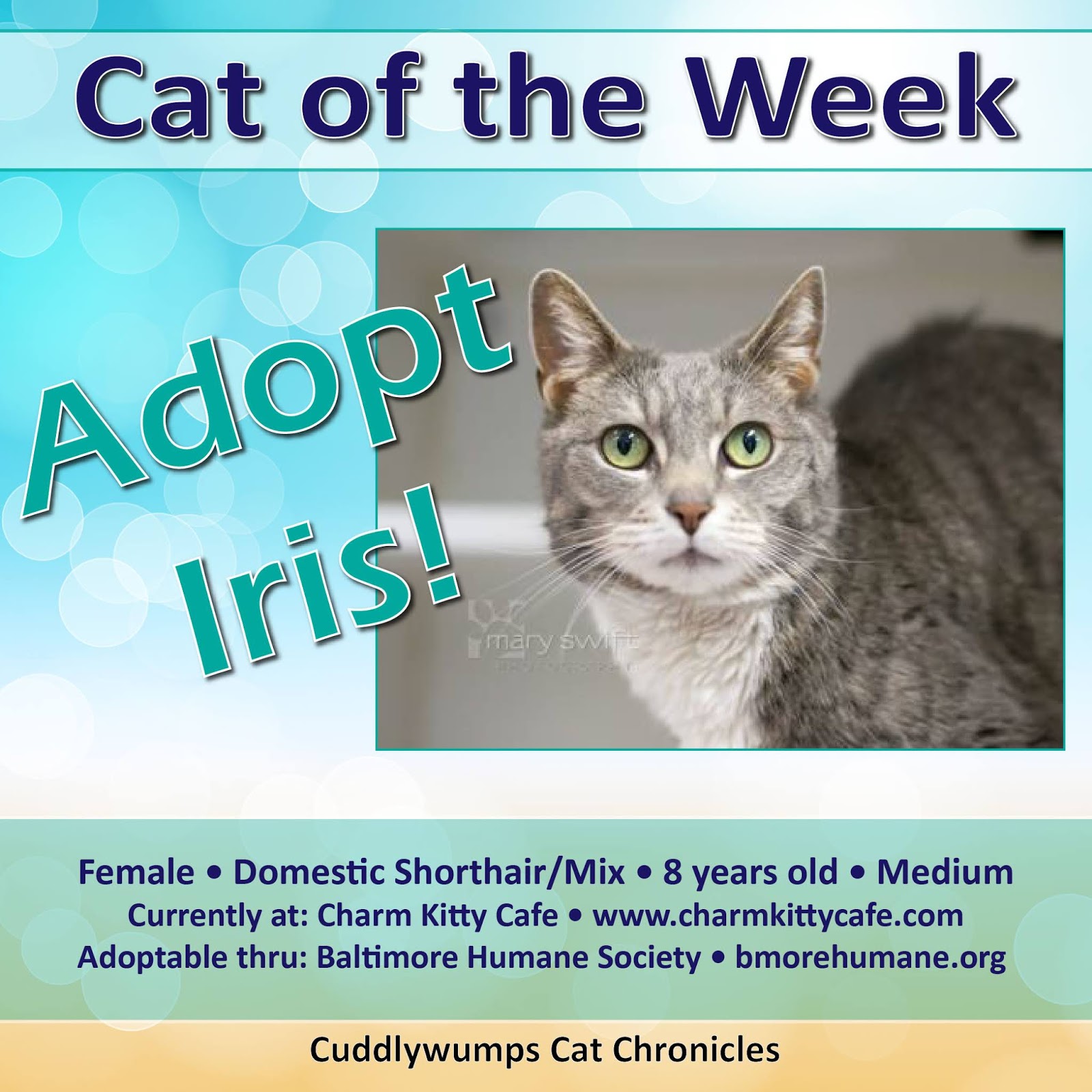 The Cuddlywumps Cat Chronicles Cat of the Week Iris