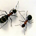 Πως να διωξετε τα μυρμήγκια