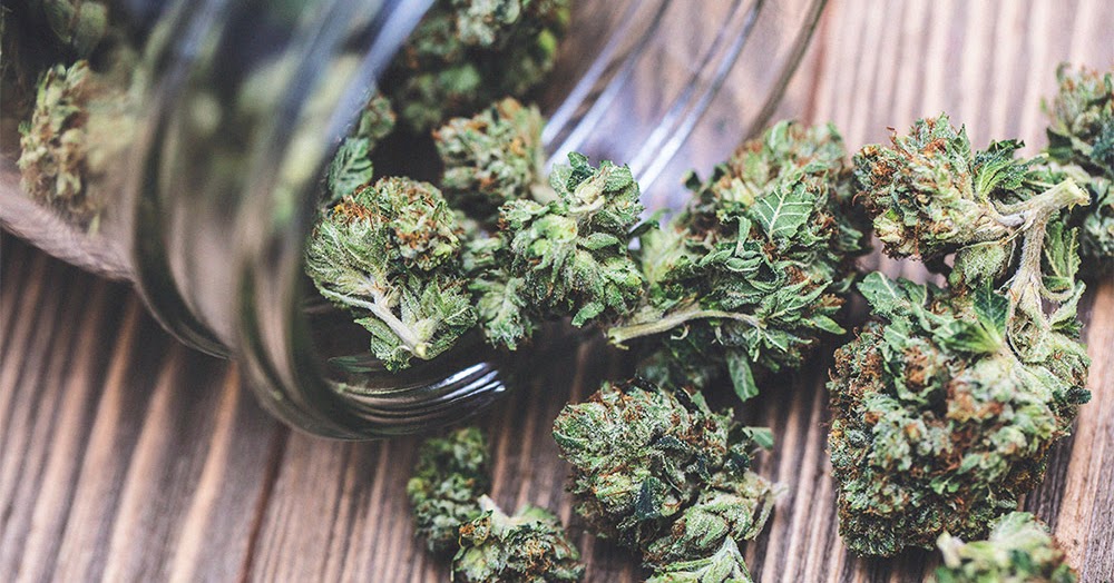 Cannabis El Mayor Estudio Cientifico De La Historia Llega A