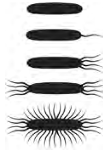 Gambar struktur tubuh bakteri