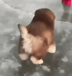 얼음 위를 걷는 댕댕이