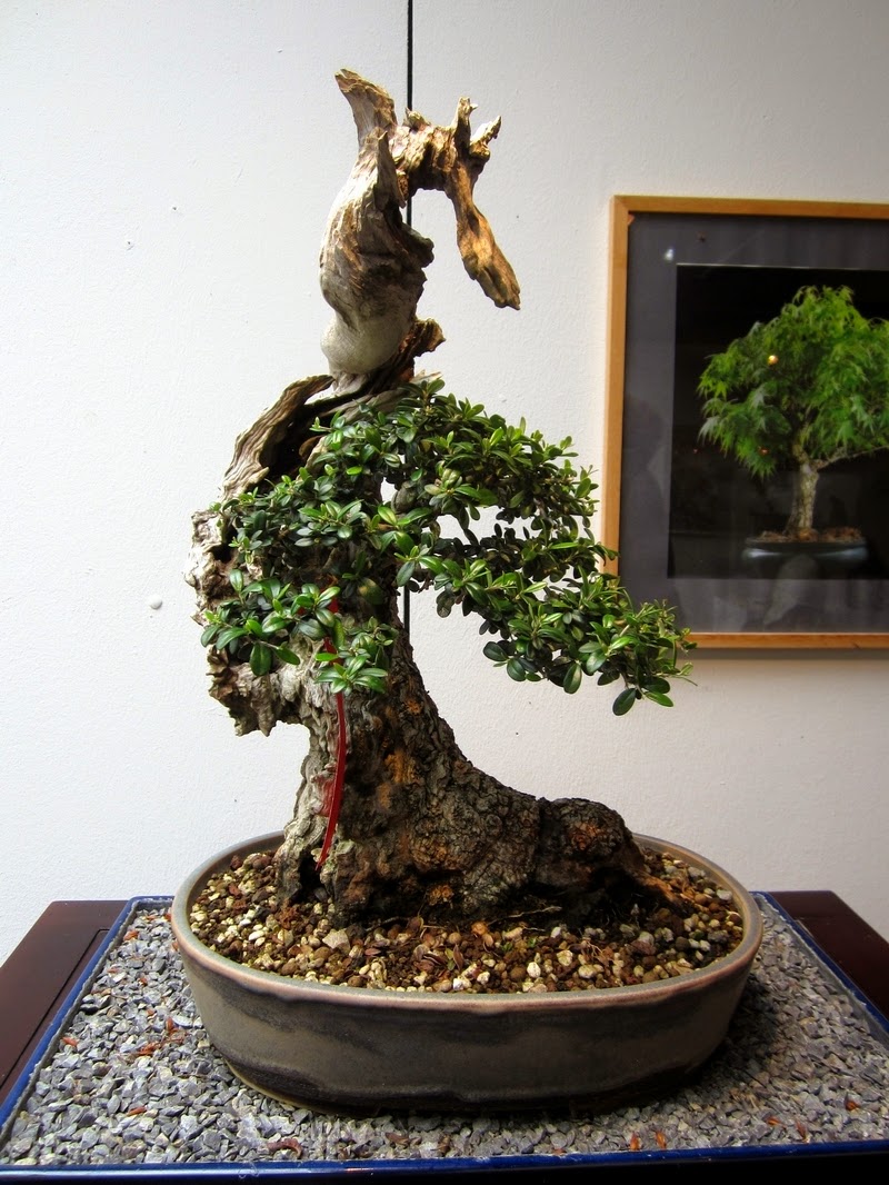 Fotos aus dem BonsaiZentrum Heidelberg