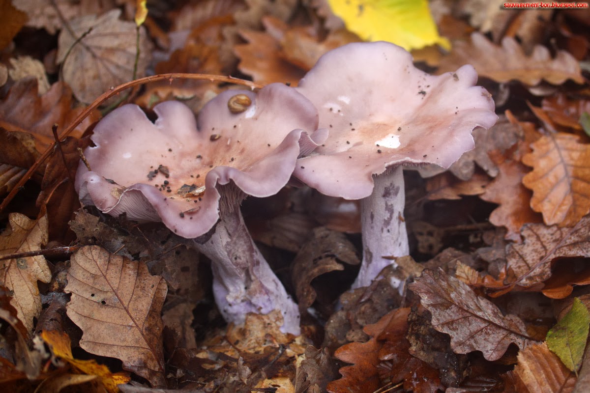 SauvagementBon Bleu des pieds à la tête