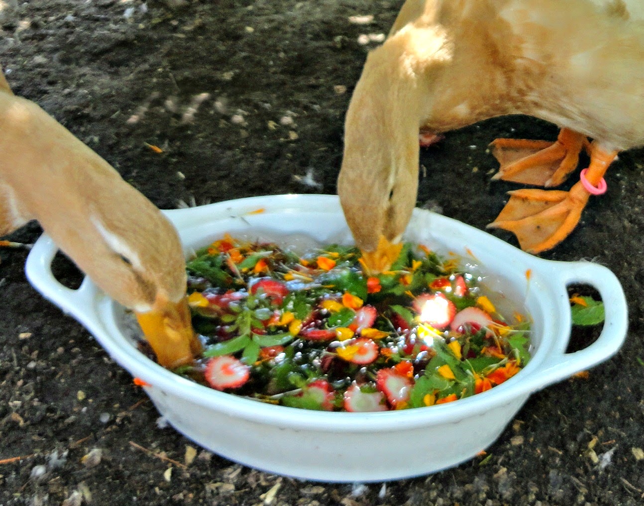 Tips to Help Your Ducks Stay Cool This Summer Fresh Eggs Daily® with