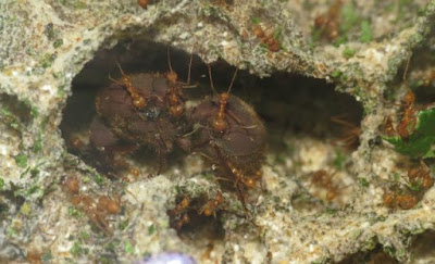 Мравки могат да се телепортират? Atta4