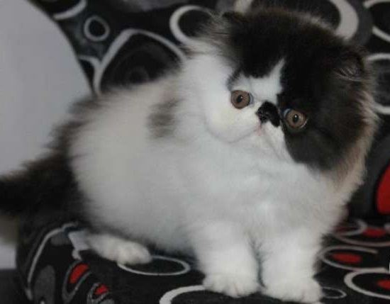 Kucing Anggora Harga 300 Ribuan Majalah Cat Dog