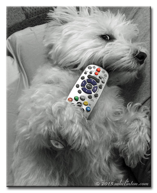 Westie dog holding television remote