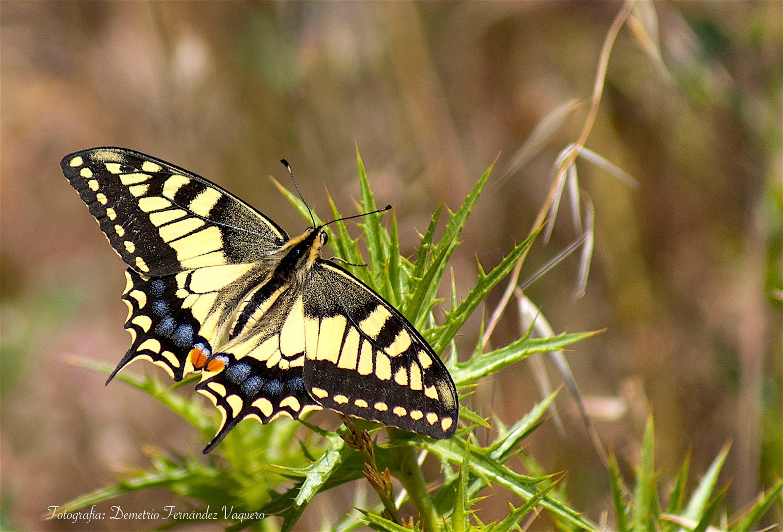 Papilio Machaón, 3 fases de su reproducción 3 fotos Fotografía