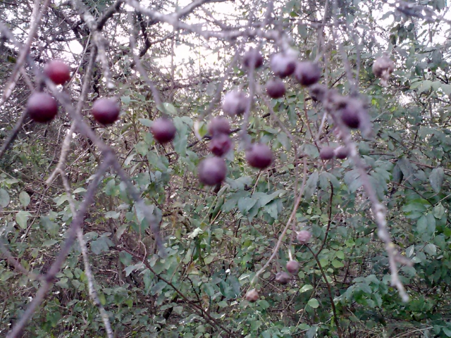 berries for birds MyWAHMPlan.com