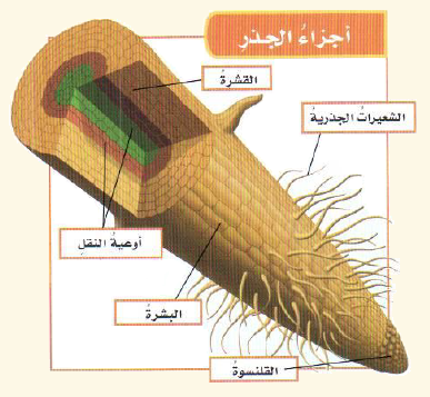 تسمى النباتات التي لا تنمو لها ازهارا وبذورها قاسية