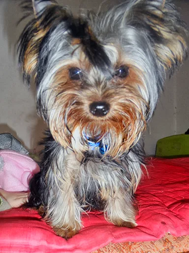 Yorkshire Terrier, female