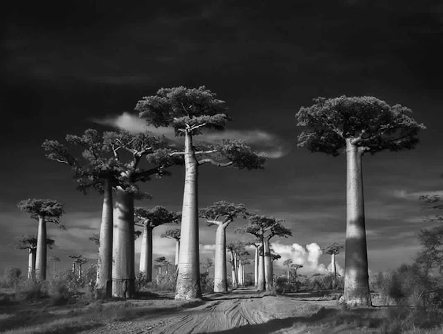 صور أقدم الأشجار في العالم