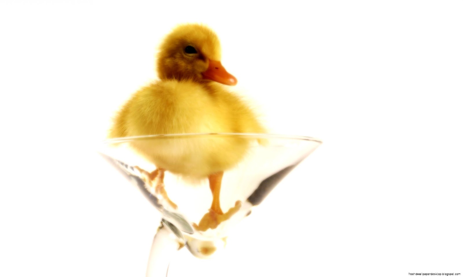 Yellow Glass Duck