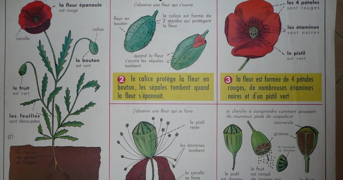 le coquelicot