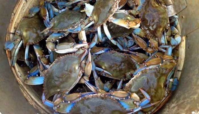 Khulna farmers worried about selling crabs কাঁকড়া বিক্রি নিয়ে দুশ্চিন্তায় খুলনার চাষীরা