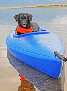outward hound dog life jacket on dog in canoe