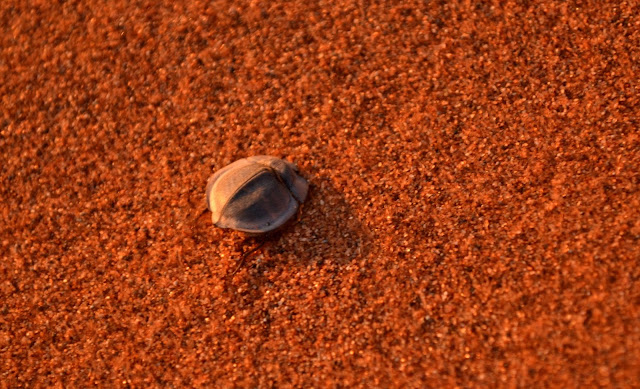 Beetle in the sand in Sossusvlei