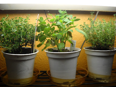 herbs indoors growing own eating