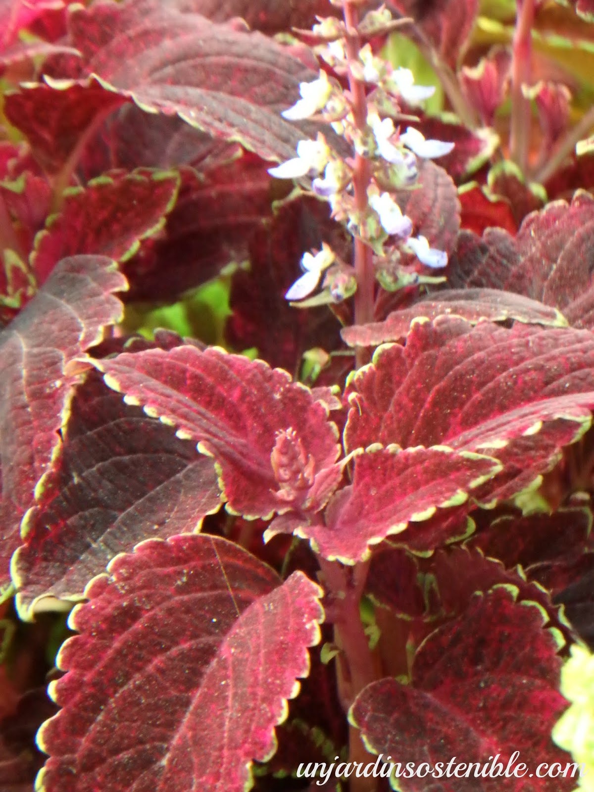 Plectranthus scutellarioides-Coleus blumei (Cóleo)