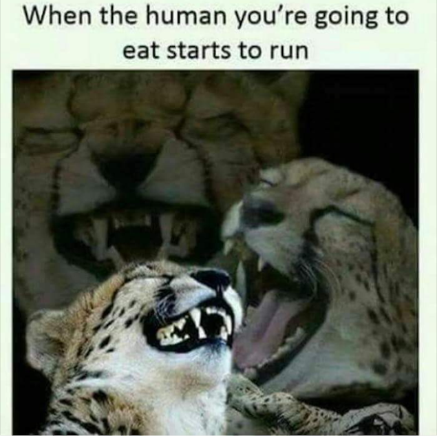 cheetah leopard