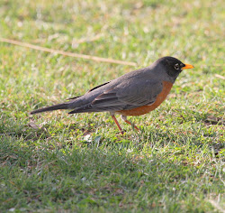 robin blackbird american leucistic tuckertown winged