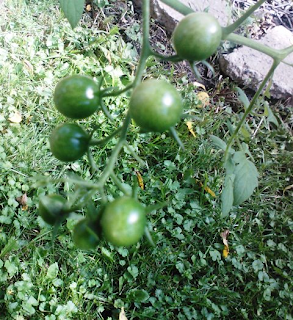 very young cherry tomatoes