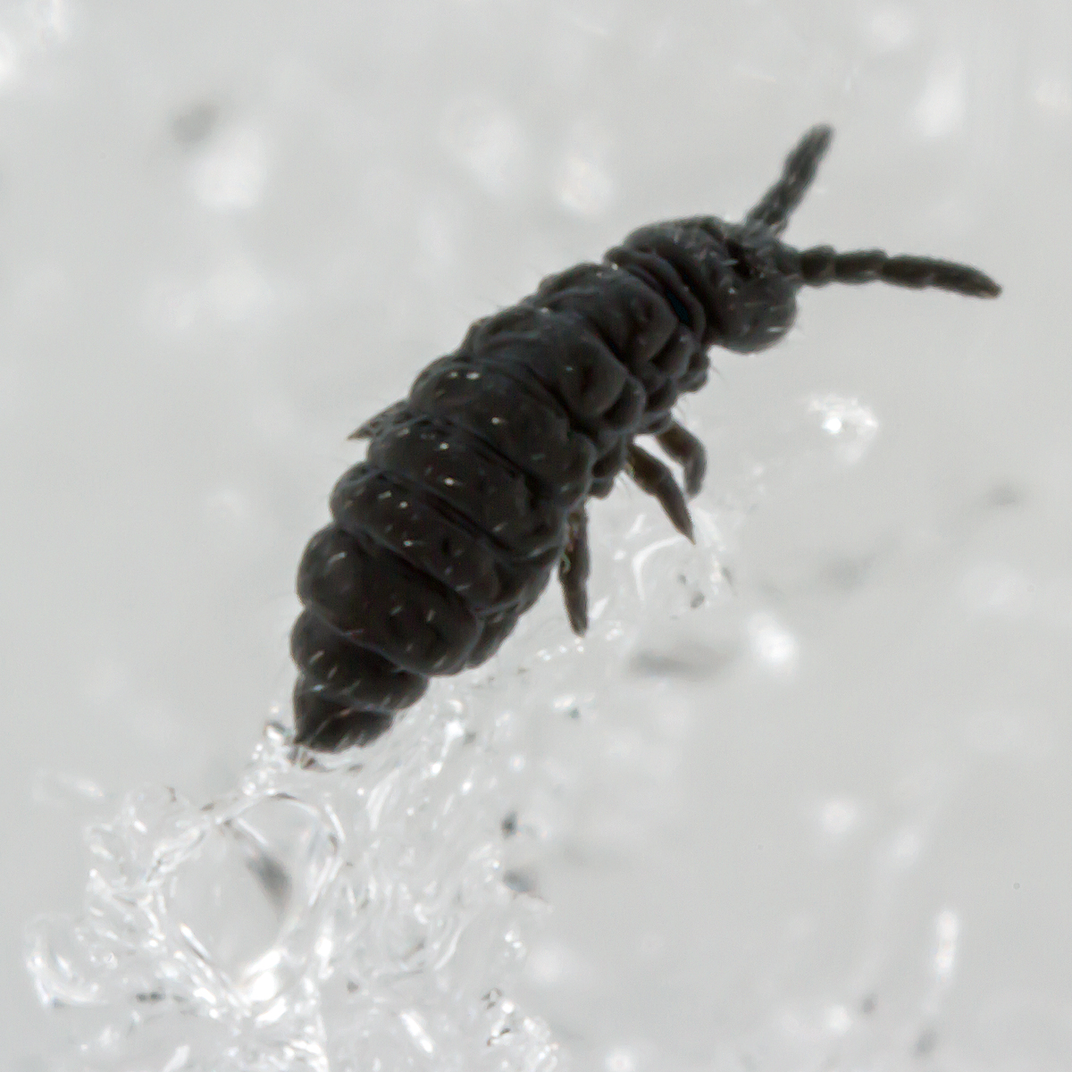 Снежные блохи что это такое. Hypogastrura nivicola. Коллемболы ногохвостки. Личинка ногохвостки. Личинка жука ногохвостки.