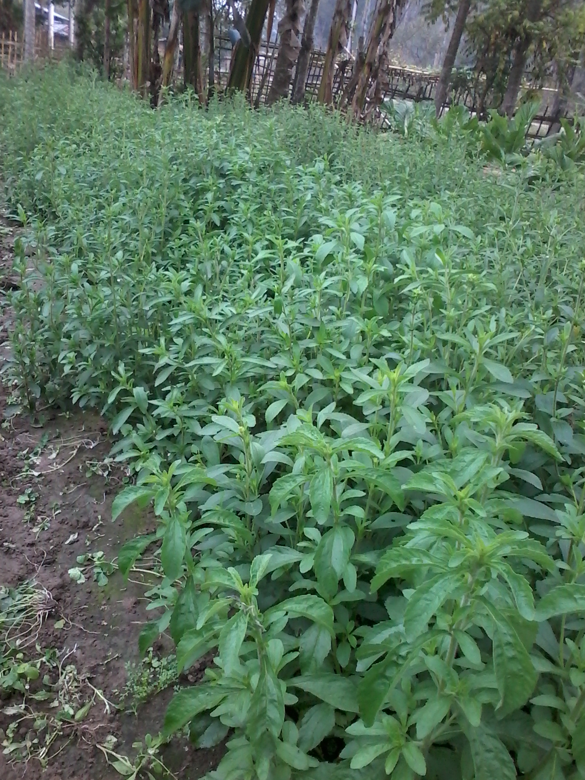 Organic Innovation Stevia Cultivation May 2015