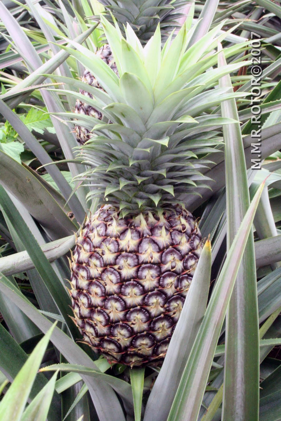 Living with Nature School on Blog by Dr. Abercio V. Rotor Pineapple