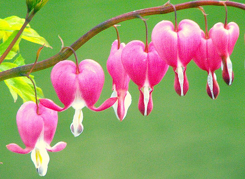 AKIFAH AGTRIA: 10 bunga paling cantik dan mahal di dunia