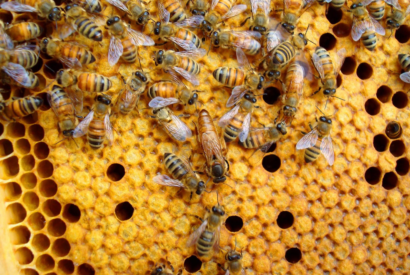 Среднерусская порода пчел. Матка Бакфаст ф1. Карника порода пчел. Бакфаст порода пчел. Пчела Бакфаст и Среднерусская.