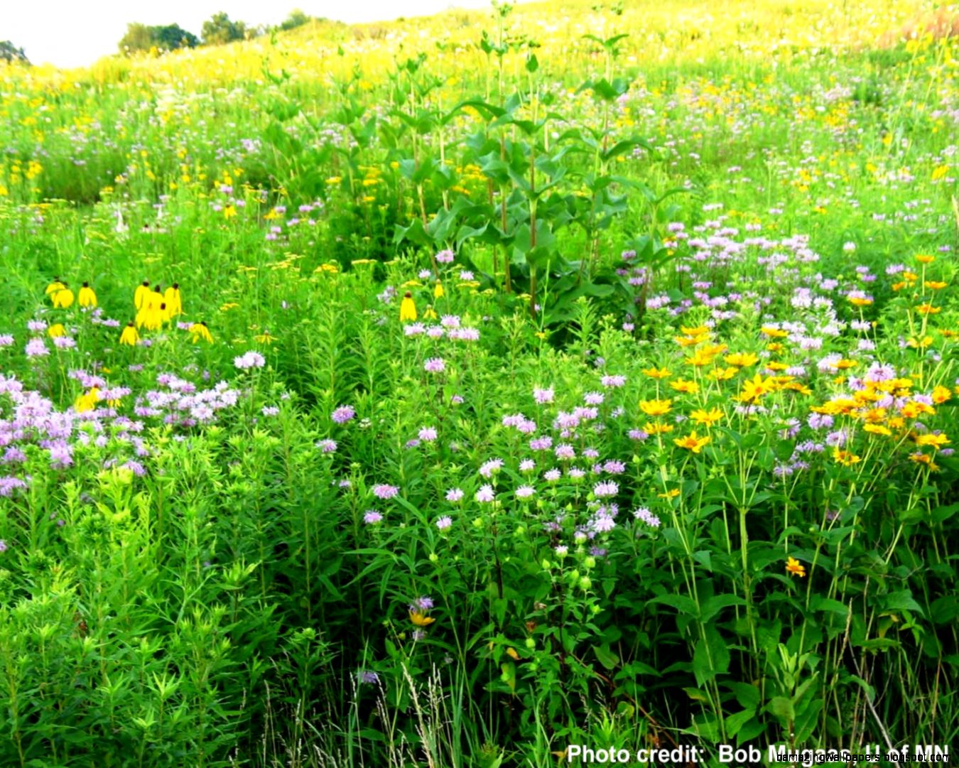 Prairie Plants | Amazing Wallpapers