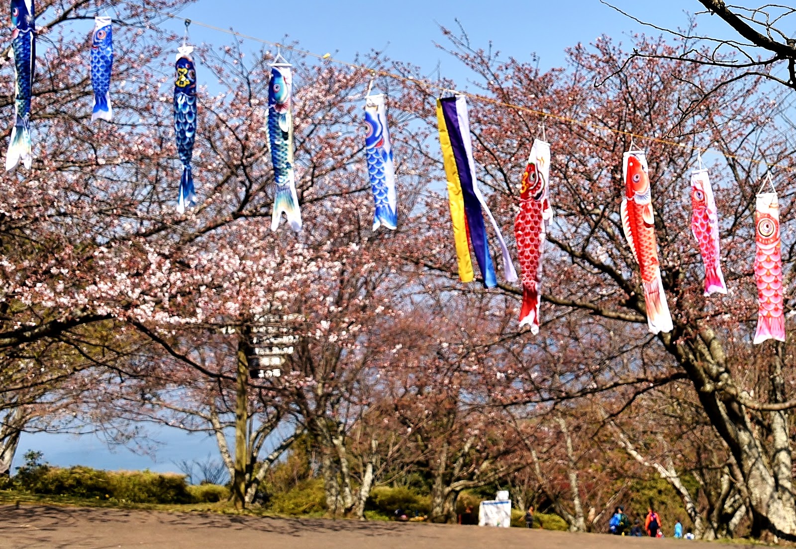 和の花だより 菜の花 能古島