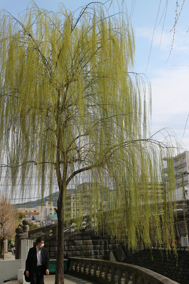 とおる ろこ しだれ柳