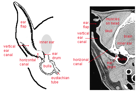 The dog in world: Examining and Medicating the Ears of a Dog