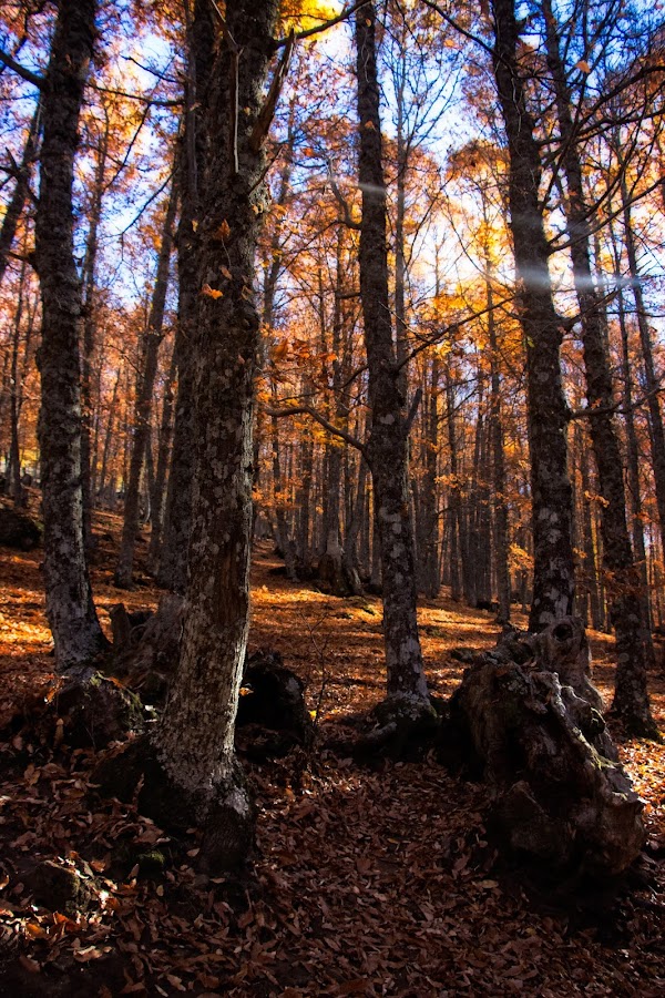 Ávila, Valle de Iruelas