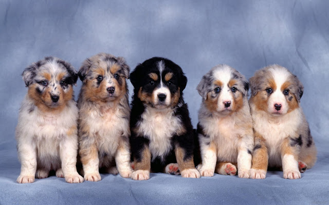 Cachorritos Hermosos Cute Puppies