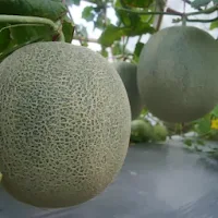 Arashi, Anti Layu, Anti Busuk Buah, Tanaman Melon