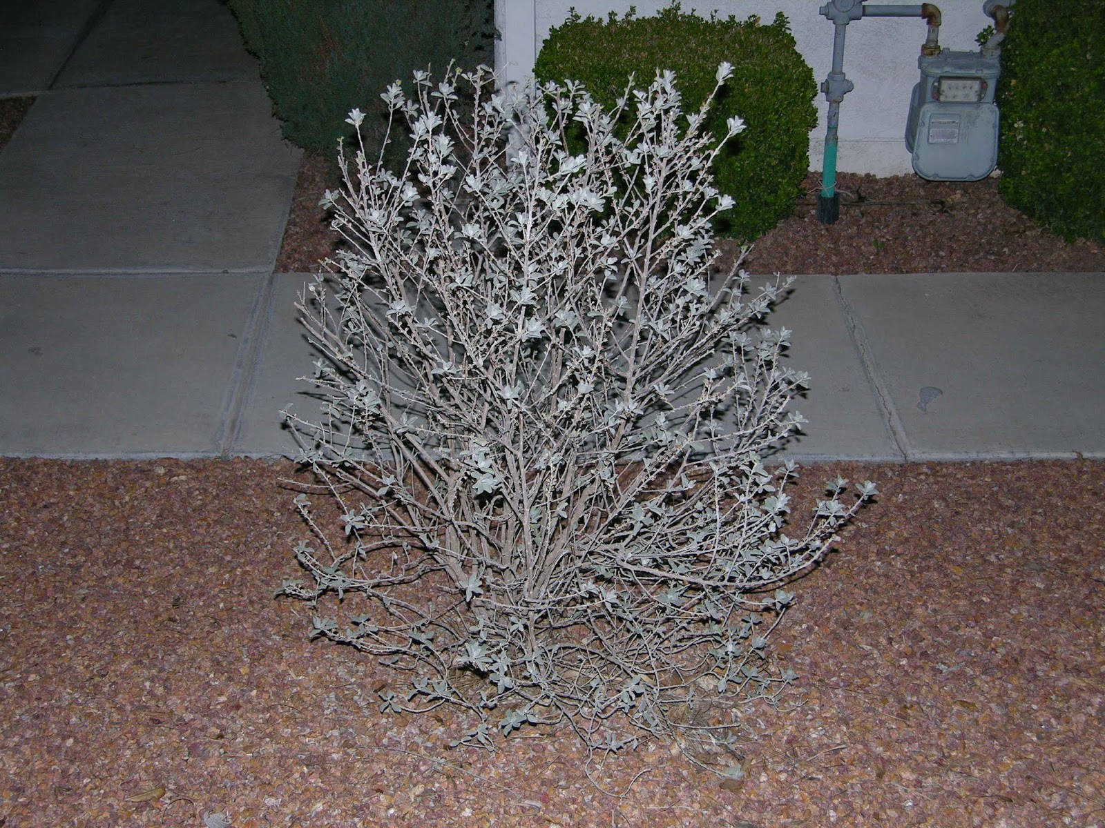 Xtremehorticulture of the Desert Best Time and How to Prune Ornamental