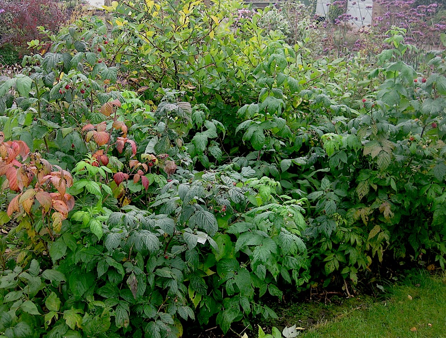 Autumn Bliss Raspberries When To Plant Raspberry