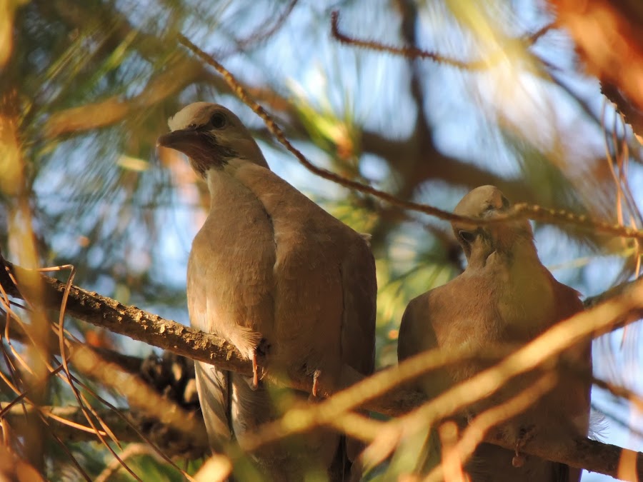 STREPTOPELIA DECAOCTO