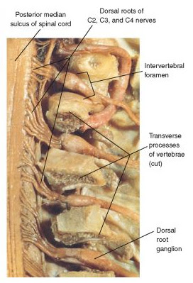 Doctors Gates: Anatomy of spinal nerves exiting through the